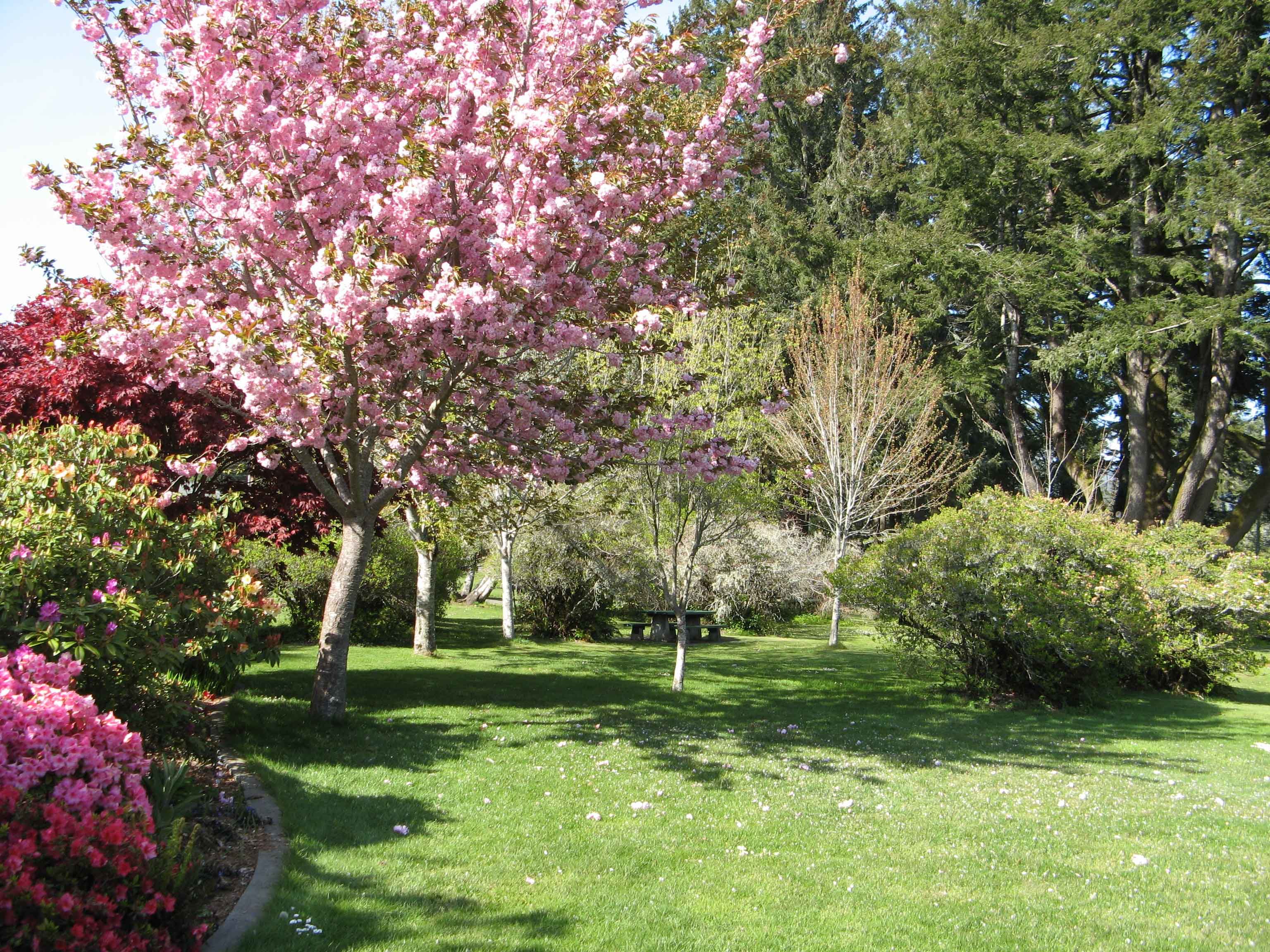 Brookings Oregon Azalea Park