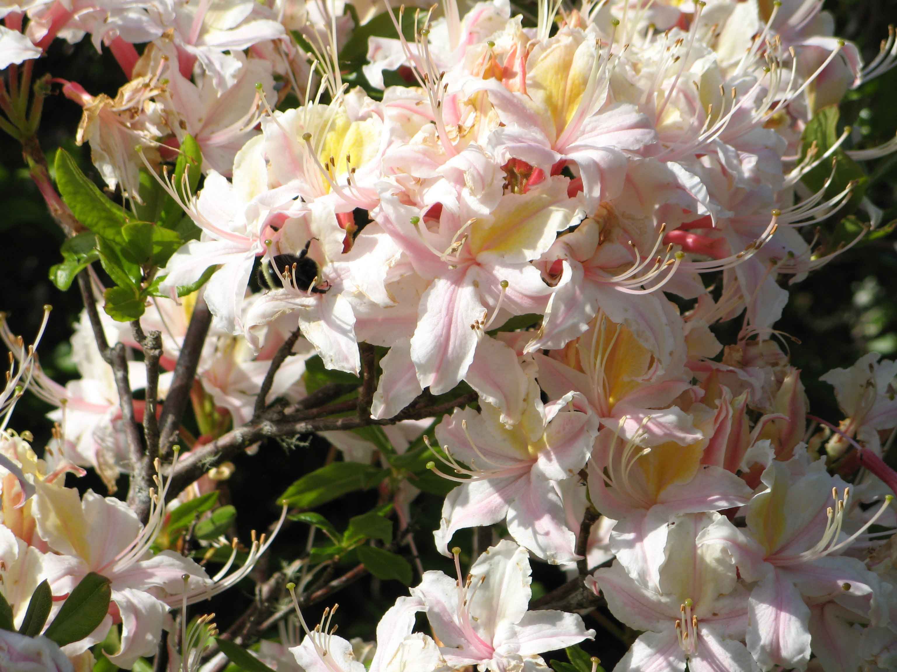 Brookings Oregon Azalea Park