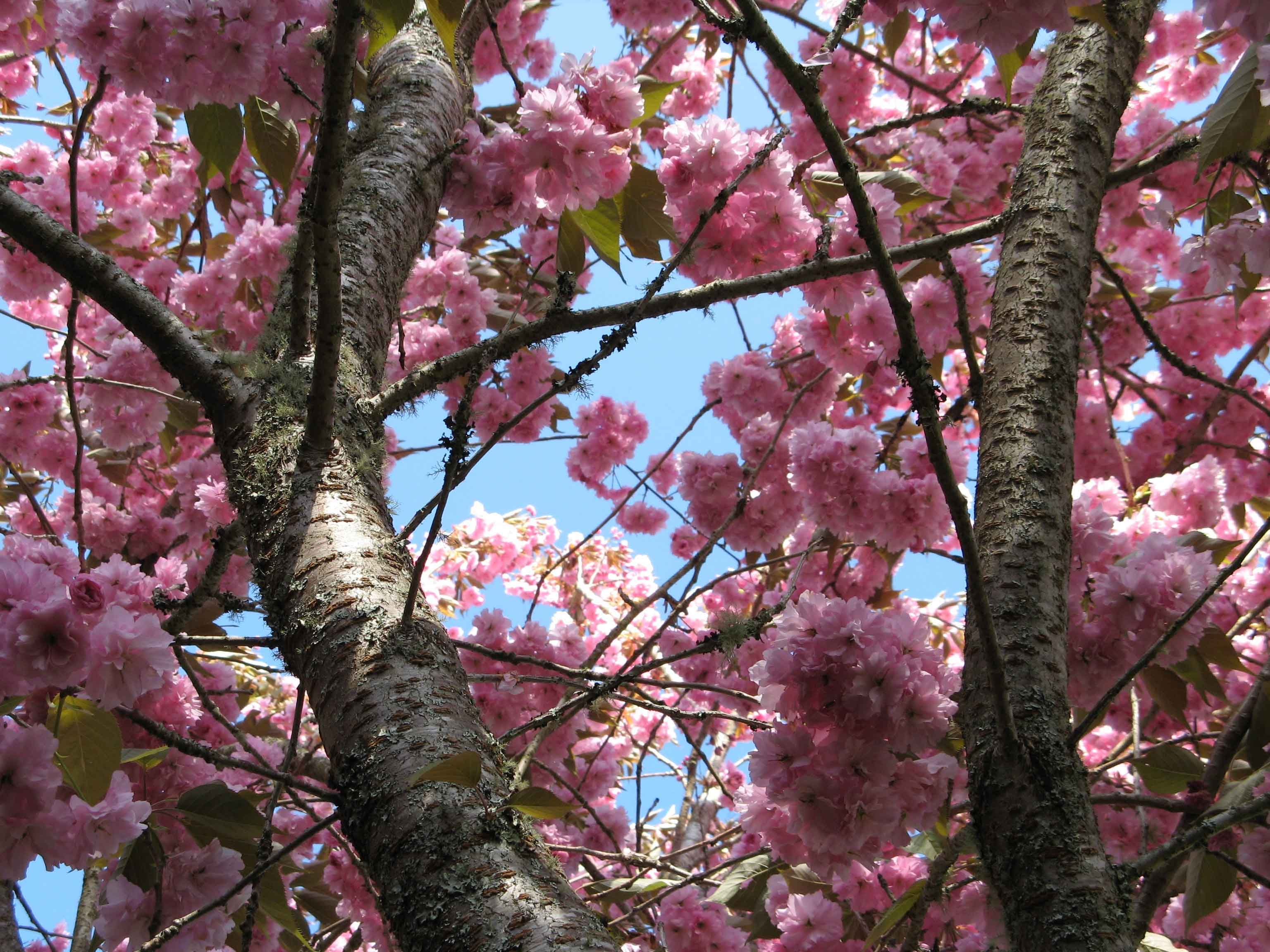Brookings Oregon Azalea Park