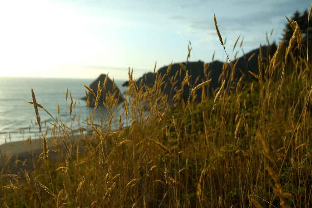 Whaleshead Brookings Oregon